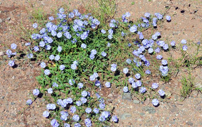 Evolvulus arizonicus, Arizona Blue-eyes, Southwest Desert Flora